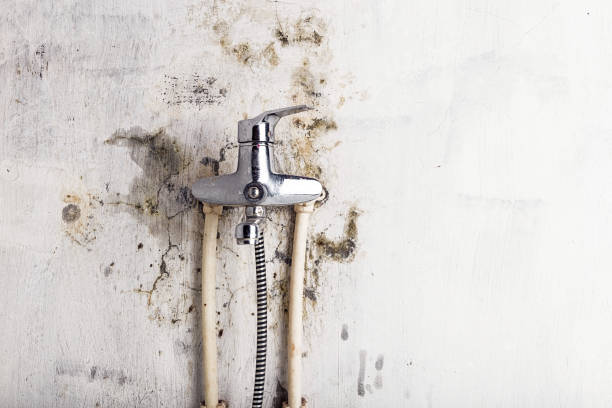 Best Residential Mold Remediation in Alamo Heights, TX