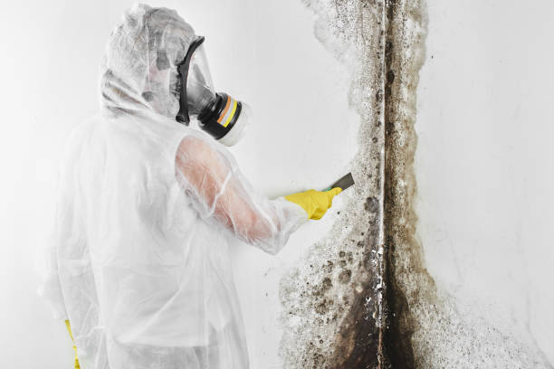 Best HVAC Mold Remediation in Alamo Heights, TX
