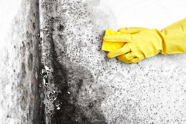Best Insurance-Related Mold Remediation in Alamo Heights, TX