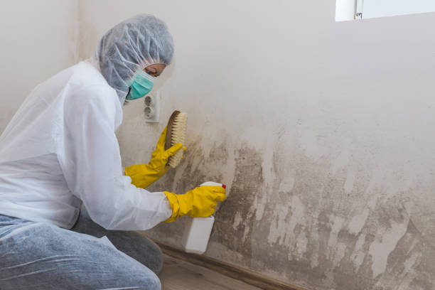 Best Mold Testing and Inspection Services in Alamo Heights, TX