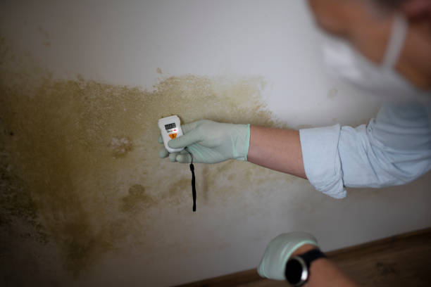 Best Kitchen Mold Remediation in Alamo Heights, TX