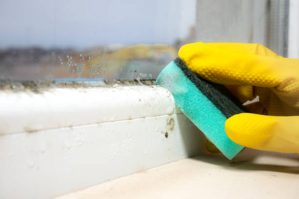 Best Post-Flood Mold Remediation in Alamo Heights, TX