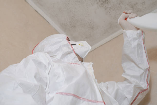 Best Emergency Mold Remediation in Alamo Heights, TX
