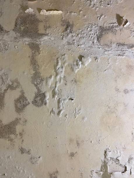 Best Crawl Space Mold Remediation in Alamo Heights, TX