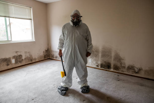 Best Commercial Mold Remediation in Alamo Heights, TX