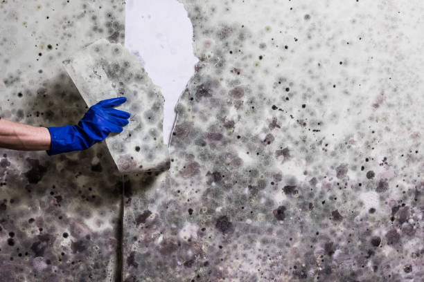 Best Insurance-Related Mold Remediation in Alamo Heights, TX